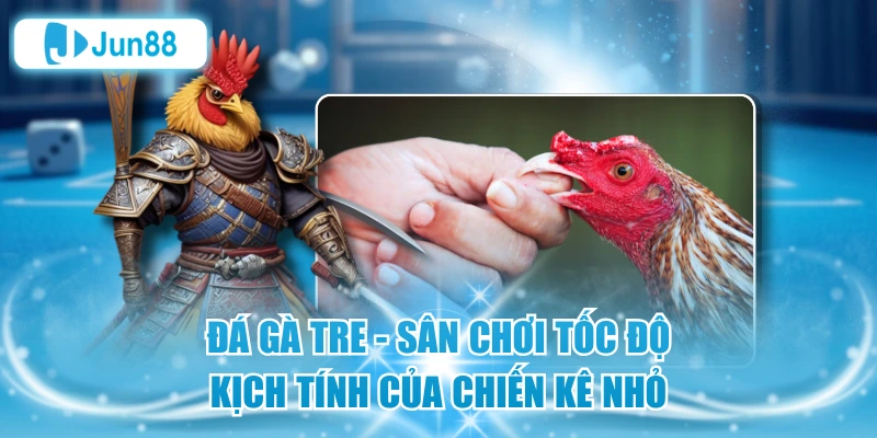 Đá Gà Tre - Sân Chơi Tốc Độ, Kịch Tính Của Chiến Kê Nhỏ