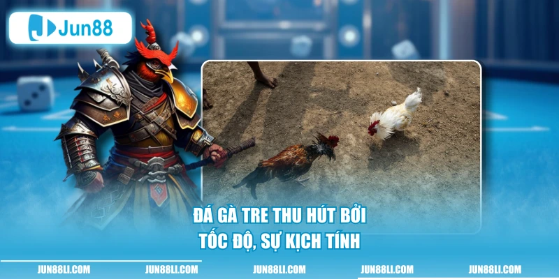 Đá gà tre thu hút bởi tốc độ, sự kịch tính