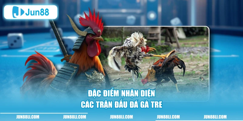 Đặc điểm nhận diện các trận đấu đá gà tre